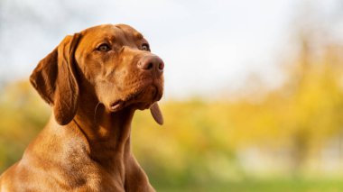 Güzel Macar Vizsla köpek portresi. Vizsla av köpeği bahçeye uzanıp yan tarafa bakıyor. Köpek arkaplanı.
