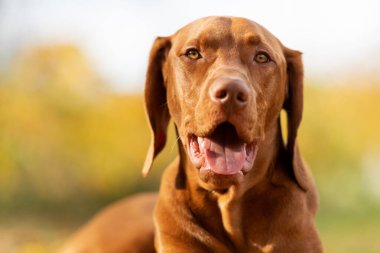 Güzel sonbahar bahçesinde gülümseyen şirin bir Macar vizsla köpeği portresi. Mutlu Vizsla işaretçisi köpek dışarıda uzanıp kameraya bakıyor..