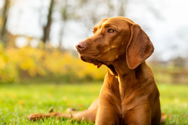Anjing Vizsla Lucu Yang Lapar Taman Musim Gugur Yang Indah — Stok Foto