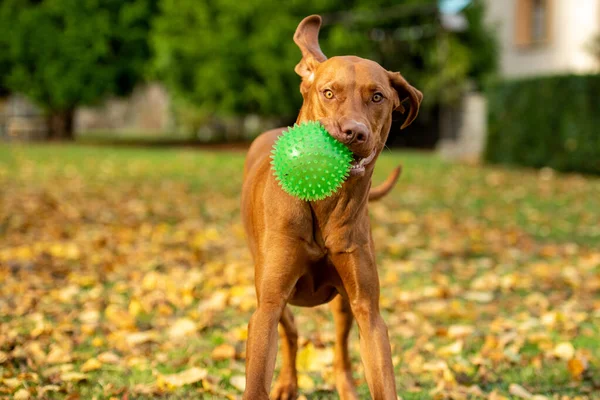 Cute Funny Hungarian Vizsla Dog Playing Fetch Garden Sunny Autumn — Stock Photo, Image