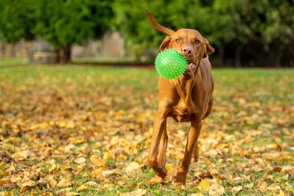 Cute Funny Hungarian Vizsla Dog Playing Fetch Garden Sunny Autumn — Stock Photo, Image