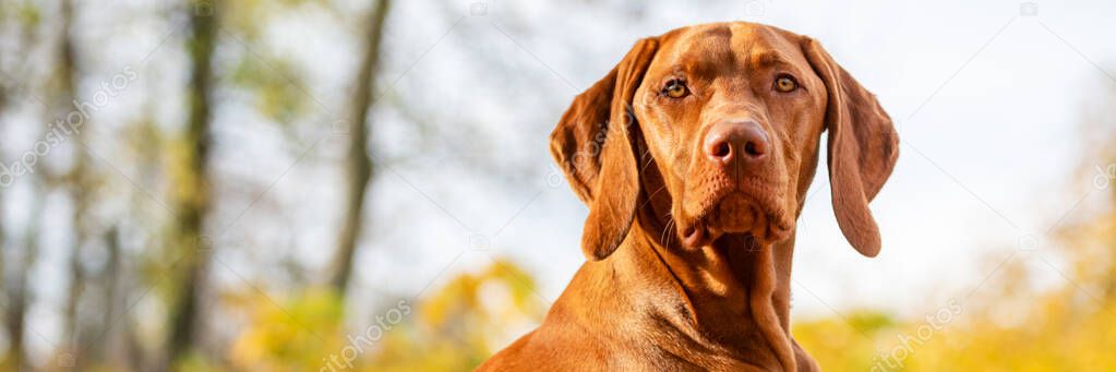 Cute hungarian vizsla dog in beautiful fall garden. Happy vizsla pointer dog lying down outside looking at camera banner.