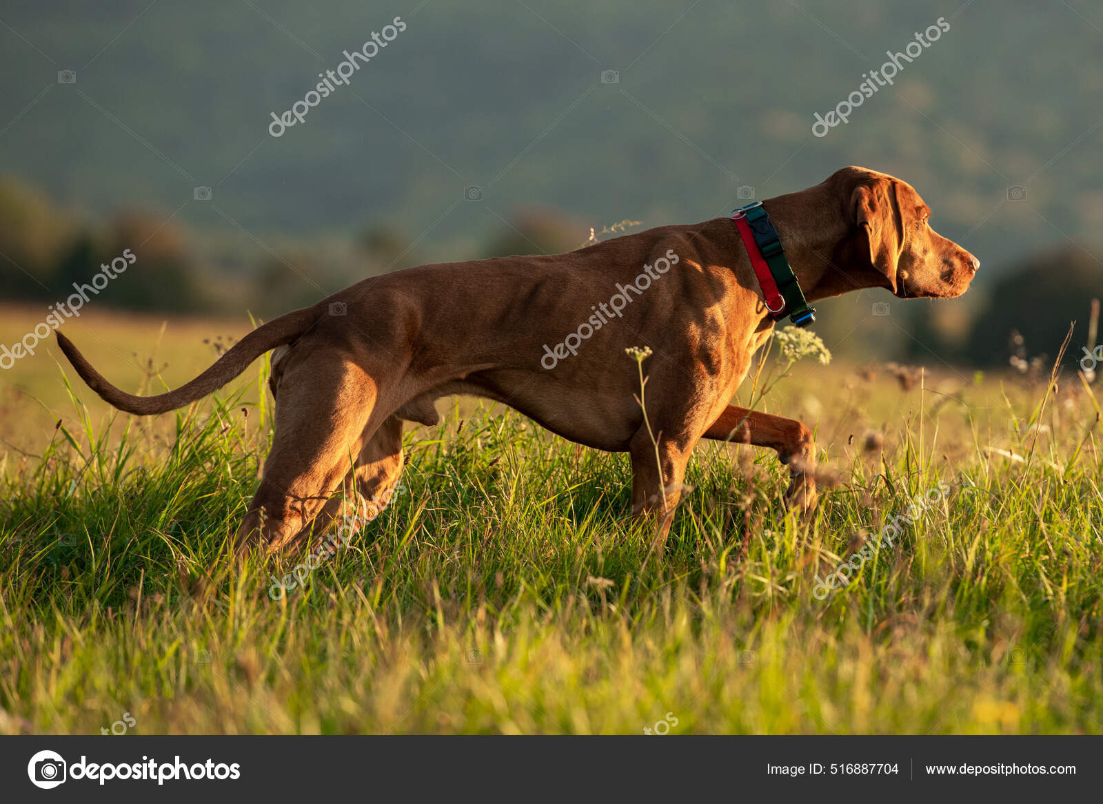 On hotsell point vizsla