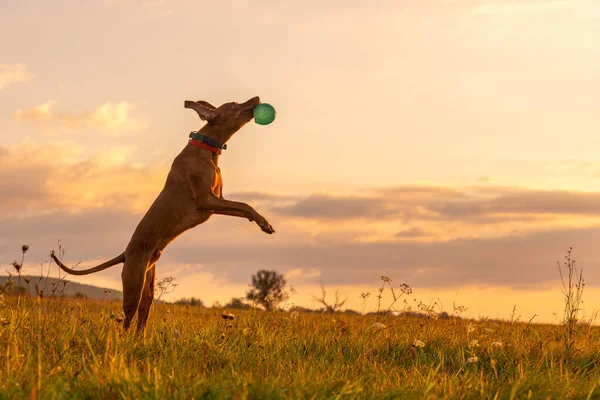Niedlich Aber Lustig Ungarischen Vizsla Hund Spielen Holen Einem Sonnigen — Stockfoto
