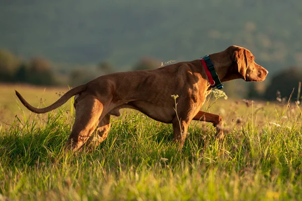 Belo Homem Hungarian Vizsla Cão Caça Apontando Cão Caça Vista — Fotografia de Stock