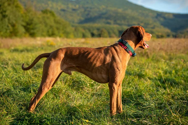 Güzel Erkek Macar Vizsla Açık Havada Köpek Avlıyor Köpeği Manzarası — Stok fotoğraf