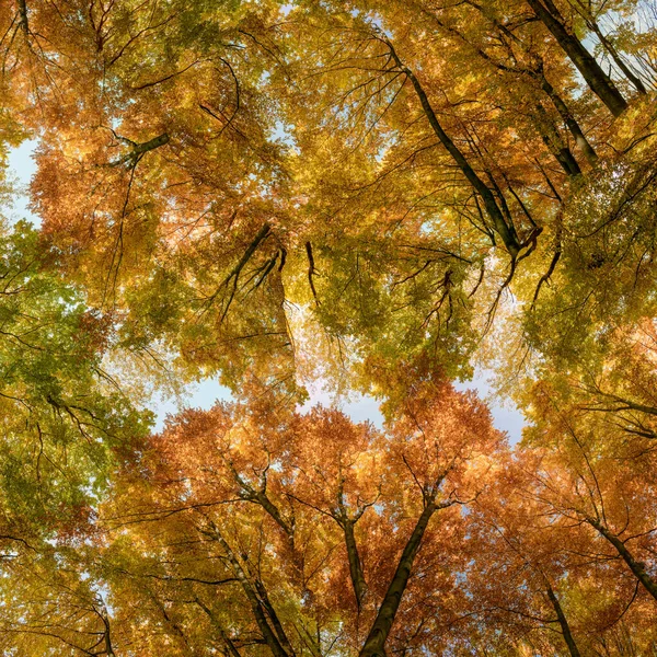 Autumn Forest Background Multicolored Treetops View Directly — Stock Photo, Image