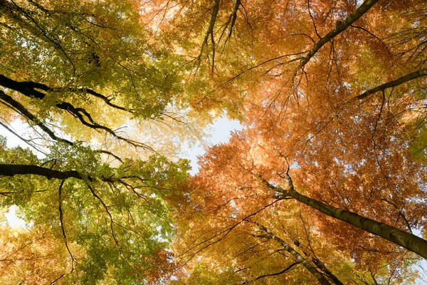 Fundo Floresta Outono Árvores Multicoloridas Vista Diretamente Abaixo — Fotografia de Stock