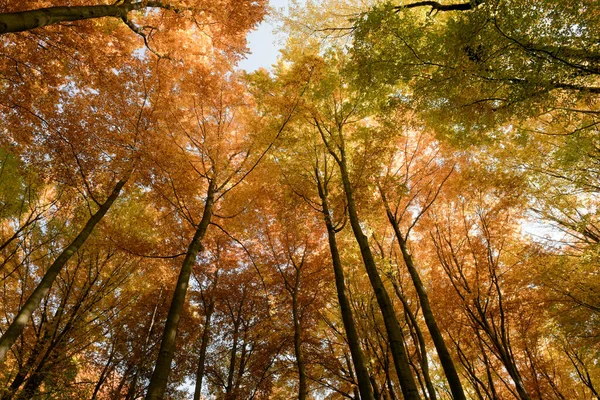 Fundo Floresta Outono Árvores Multicoloridas Vista Diretamente Abaixo — Fotografia de Stock
