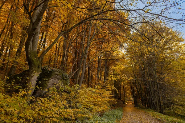 Fundo Floresta Outono Paisagem Floresta Mágica Colorida — Fotografia de Stock