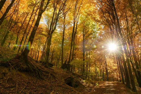 Soleil Automne Brille Chaudement Travers Verrière Des Hêtres Feuillage Doré — Photo