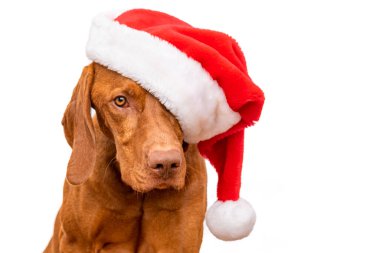 Köpek Noel Arkaplanı. Vizsla beyaz arka planda kırmızı Noel Baba 'nın stüdyo resmini giyiyor..
