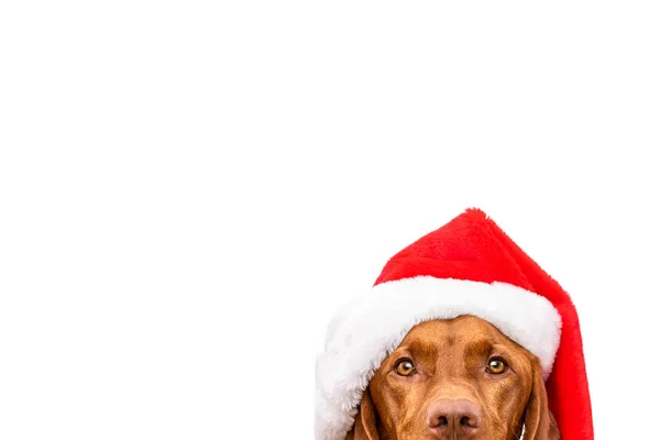 Hund Weihnachten Hintergrund Vizsla Trägt Roten Weihnachtsmütze Studio Porträt Auf — Stockfoto