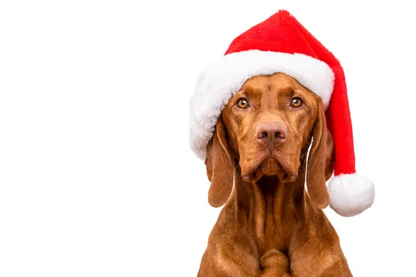 犬のクリスマスの背景 Vizsla身に着けている赤サンタ帽子スタジオポートレート上の白い背景 — ストック写真