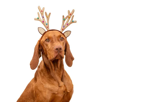 Hondenkerstachtergrond Vizsla Draagt Kerstrendier Gewei Studio Portret Witte Achtergrond — Stockfoto