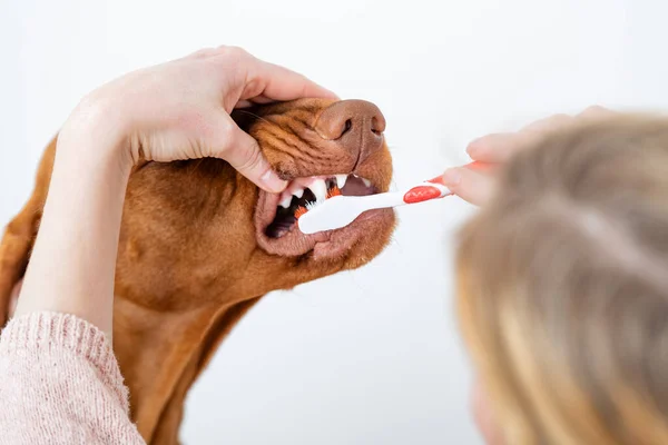 Woman using toothbrush to clen dogs teeth. Plaque removal, healthy dog teeth concept. Canine dental hygiene.