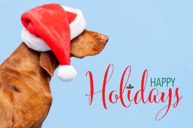 Köpek Noel Arkaplanı. Vizsla, Pastel mavisi arka planda kırmızı Noel Baba 'nın stüdyo portresini giyiyor. Yan görüntü vesikalığı. Mutlu Noeller..