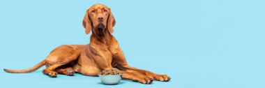 Köpek maması stüdyosu çekimi. Pastel mavi arka planda izole edilmiş köpek mamasıyla dolu bir kase. Kuru evcil hayvan yemek afişi.