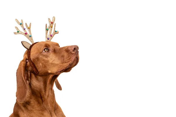 Dog Christmas Background Vizsla Wearing Xmas Reindeer Antlers Studio Portrait — Stock Photo, Image