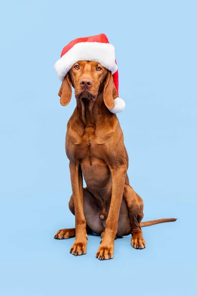 Dog Christmas Background Vizsla Wearing Red Santa Hat Full Length — Stock Photo, Image