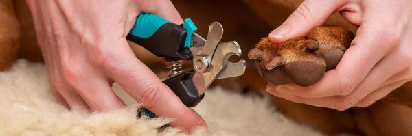 Köpek Tırnağı Kesme Afişi Tırnaklarını Kısaltmak Için Tırnak Makası Kullanan — Stok fotoğraf
