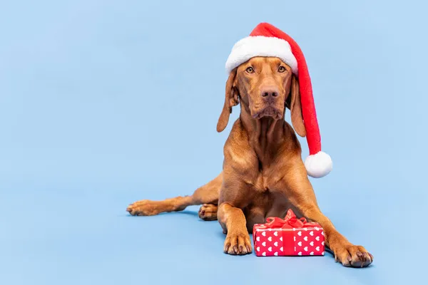 Dog Christmas Present Background Vizsla Wearing Red Santa Hat Beautiful — Stock Photo, Image