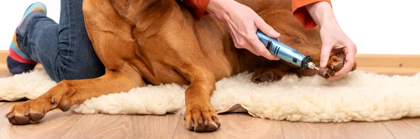 Unhas Cão Moendo Banner Mulher Usando Dremel Para Encurtar Unhas — Fotografia de Stock