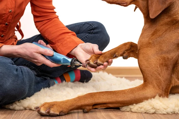 Dog nails grinding. Woman using a dremel to shorten dogs nails. Pet owner dremeling nails on vizsla dog.