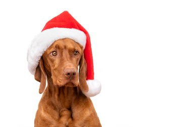 Köpek Noel Arkaplanı. Vizsla beyaz arka planda kırmızı Noel Baba 'nın stüdyo resmini giyiyor..