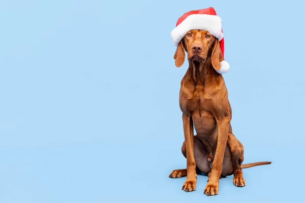 犬のクリスマスの背景 Vizslaは パステルブルーの背景に赤いサンタの帽子の完全な長さのスタジオの肖像画を着て メリークリスマス — ストック写真