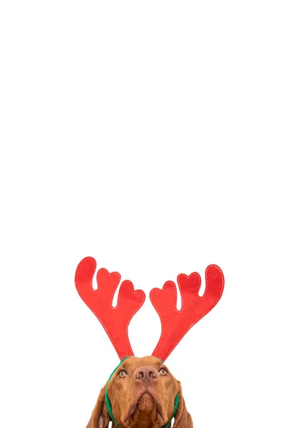 Dog Christmas Background Vizsla Wearing Xmas Reindeer Antlers Studio Portrait — Stock Photo, Image