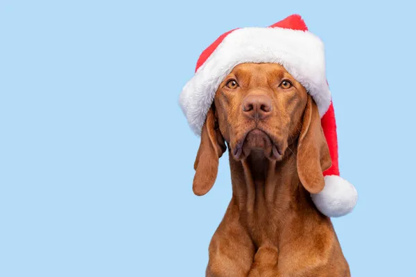 犬のクリスマスの背景 パステルブルーの背景に赤いサンタの帽子スタジオの肖像画を身に着けているVizsla フロントビューのヘッドショット メリークリスマス — ストック写真