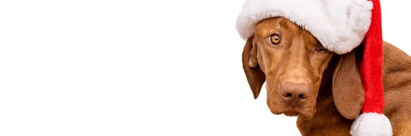 狗圣诞横幅与复制空间 维兹拉身穿白色背景的红色圣诞帽工作室肖像 — 图库照片
