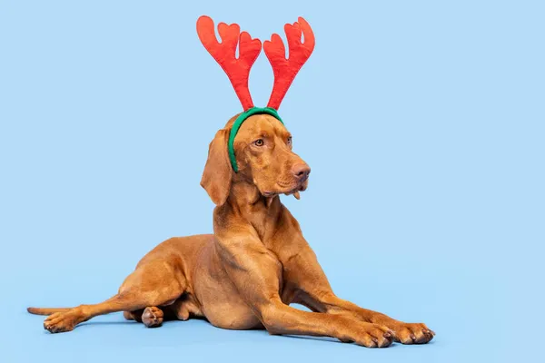 犬のクリスマスの背景 Vizslaは パステルブルーの背景にXmasトナカイの角の完全な長さのスタジオの肖像画を身に着けています メリークリスマス — ストック写真