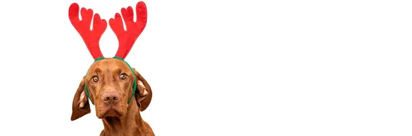 Собачье Рождественское Знамя Визла Рождественских Оленьих Рогах Студийный Портрет Белом — стоковое фото