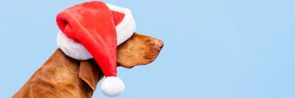 犬クリスマスバナー パステルブルーの背景に赤いサンタの帽子スタジオの肖像画を身に着けているVizsla サイドビューのヘッドショット メリークリスマス — ストック写真