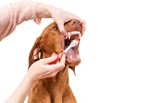 歯ブラシを使って犬の歯をきれいにする女性 歯垢除去 健康な犬の歯の概念 犬の歯科衛生 — ストック写真