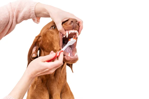 Mulher Usando Escova Dentes Para Clen Cães Dentes Remoção Placa — Fotografia de Stock