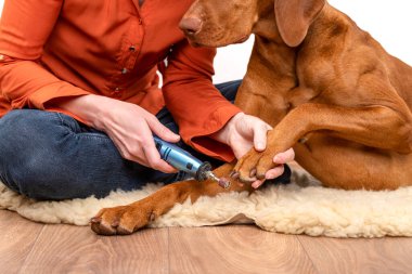 Dog nails grinding. Woman using a dremel to shorten dogs nails. Pet owner dremeling nails on vizsla dog. clipart