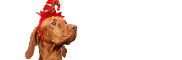 Dog Christmas Banner Vizsla Wearing Red Elf Hat Studio Portrait — Stock Photo, Image