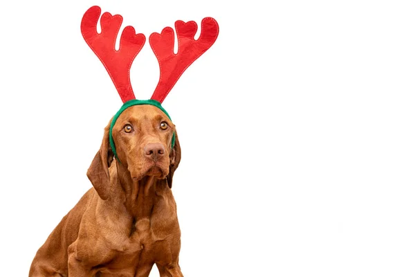 Dog Christmas Background Vizsla Wearing Xmas Reindeer Antlers Studio Portrait — Stock Photo, Image