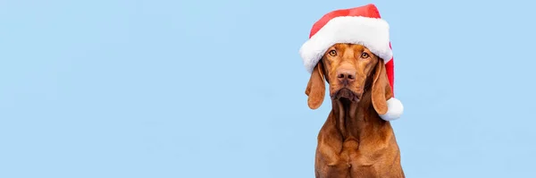 Hondenkerstvlag Vizsla Draagt Rood Santa Hoed Studio Portret Pastelblauwe Achtergrond — Stockfoto