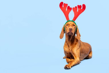 Köpek Noel Arkaplanı. Vizsla, Xmas ren geyiği boynuzları takıyor. Pastel mavi arka planda stüdyo portresi. Mutlu Noeller..