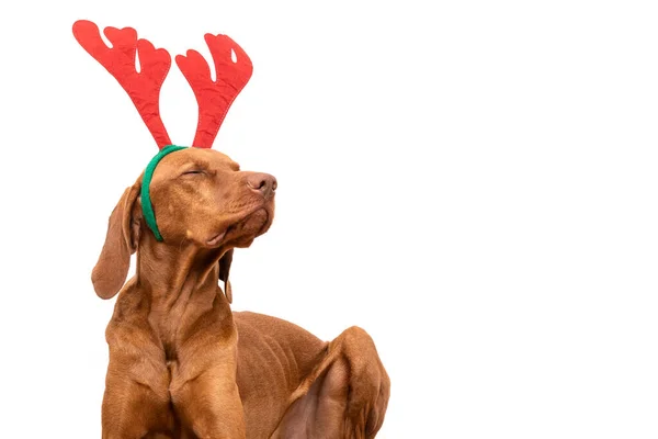Dog Christmas Background Vizsla Wearing Reindeer Antlers Eyes Closed Smelling — Stock Photo, Image