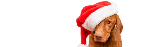 Dog Christmas Banner Copy Space Vizsla Wearing Red Santa Hat — Stock Photo, Image