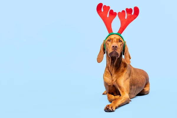 犬のクリスマスの背景 Vizslaは パステルブルーの背景にXmasトナカイの角の完全な長さのスタジオの肖像画を身に着けています メリークリスマス — ストック写真