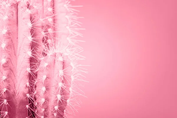 Cactus Plante Maison Isolée Sur Mur Couleur Rose Pacifique Tendance — Photo