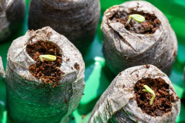 Göz kamaştırıcı turba tanelerinde yetişen çingene fideleri. Biyo-çözünebilir saksılar. Zinnia fideleri.
