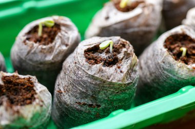 Göz kamaştırıcı turba tanelerinde yetişen çingene fideleri. Biyo-çözünebilir saksılar. Zinnia fideleri.