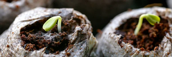 Zinnia Sämlinge Die Torfpellets Wachsen Biologisch Abbaubare Blumentöpfe Zinnia Sämlinge — Stockfoto